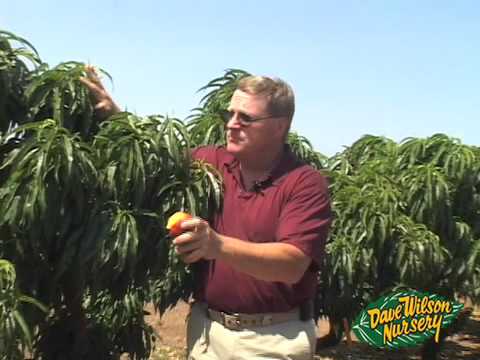 how to harvest nectarines