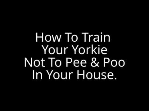 how to teach a yorkie to roll how to your yorkie not to in your house how to teach a yorkie to roll how to your yorkie not to in your house