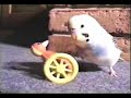 Comedy \"Funny Animals\" - part VI Comedy \"Funny Animals\" - part VI