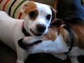 Young beagles at play