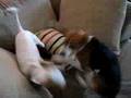 Young beagles at play