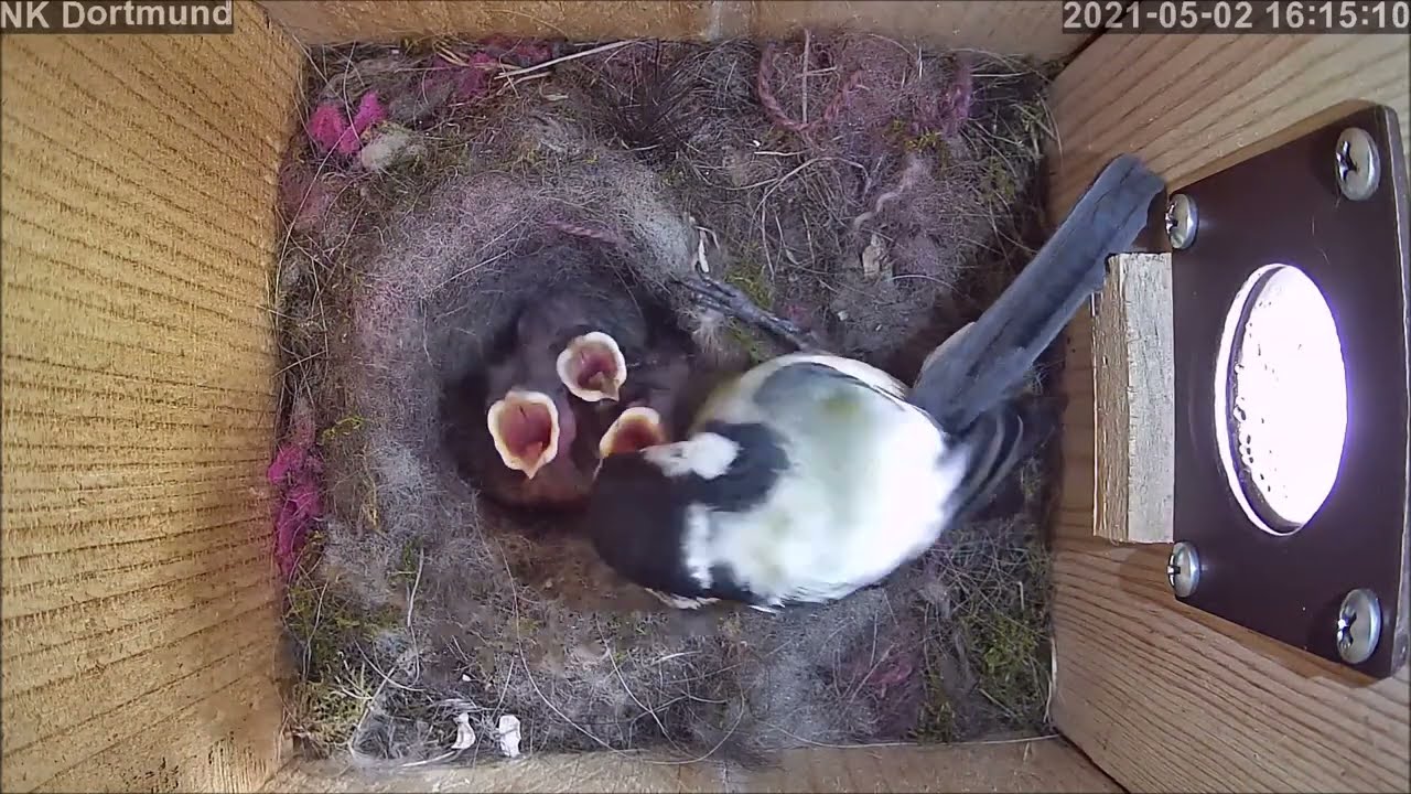 Die Küken bekommen die ersten Federn | Tag 9 | 02.05.2021