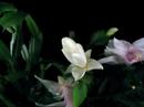Christmas flowers