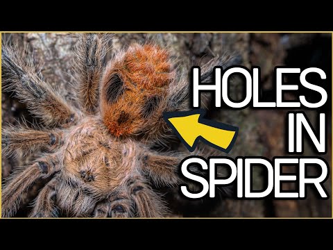 YouTube reptile video