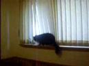 evil kitty