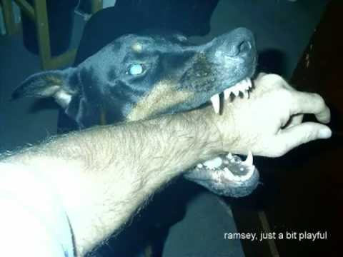 Warlock+doberman+pictures