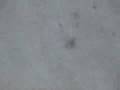 videos de Black Widow Spider - Harada