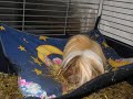 Meerschweinchen-Bilderserie