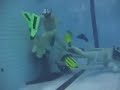 Underwater Rugby match