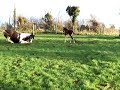 zadie having her first fall in the field