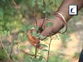 Kangra Herbs brought remedy to Cancer and HIV/ AIDS  Cancer Esophageal Cancer