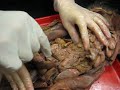 JRC Anatomy - Cat Digestive