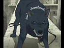 wolf rain wolf rain