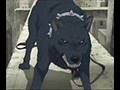 wolf rain