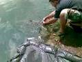 Lago Delle Rose Monselice AMUR 18Kg  - Uncensored -