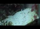 Our Snowflake Eel \"Jaws\"