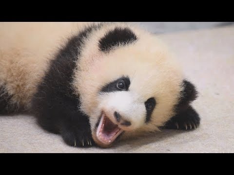 動画