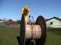 Mr. Chickens Eastern movie