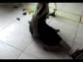 JACQUELINE: EDINSON EN CHICLAYO