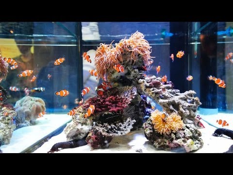 how to unclog fish tank filter