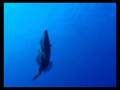 videos de Buceando en La Herradura de La Restinga, El Hierro