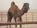 Camel mating ritual in Saudi Arabia
