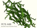 Evolution: 106: Challenge Puzzle Two Evolution: 106: Challenge Puzzle Two