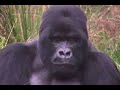 Rwanda Gorillas Rwanda Gorillas