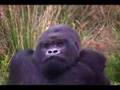 Rwanda Gorillas