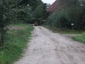 Reinrassige Siberian Husky ziehen Farad