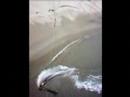 videos kitesurf