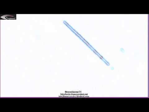 UFO Evidence Videos Aliens Walk Among Us 0 UFO Evidence Videos Aliens Walk Among Us