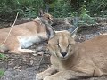 Caracal: Species Spotlight- Big Cat TV