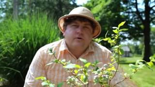 Growing Blueberries