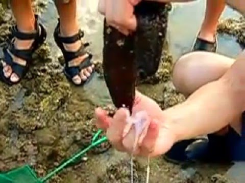 Sea Cucumber's natural defenses