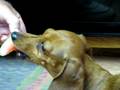 videos de our dogs love eating watermelon