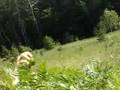 REAL BIGFOOT VIDEO!