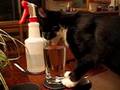 Pico drinks from a glass