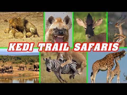 African Tour by Kedi Trail Safaris