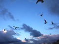 Video screenshot