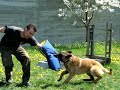 PRELUARE ATAC MALINOIS - BESTK9NATION.COM PRELUARE ATAC MALINOIS - BESTK9NATION.COM