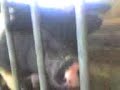 video uploaded from my mobile phone