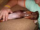 Little Chocolate Dachshund Little Chocolate Dachshund