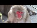 The Monkeys of Miyajima