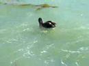 A Brown Pelican Eating