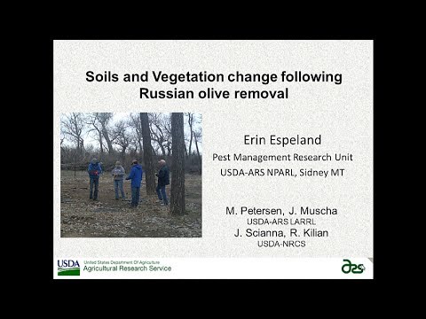 how to transplant russian olive trees