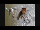 MUNDO ANIMAL HD