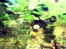 videos de Pesti de acvariu (black molly) Part I