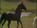 Black Beauty Rebells Black Beauty Rebells