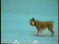 OTCH U-CDX Dixie D. Copas and Janell Copas compete at the 1998 AKC Obedience Invitational